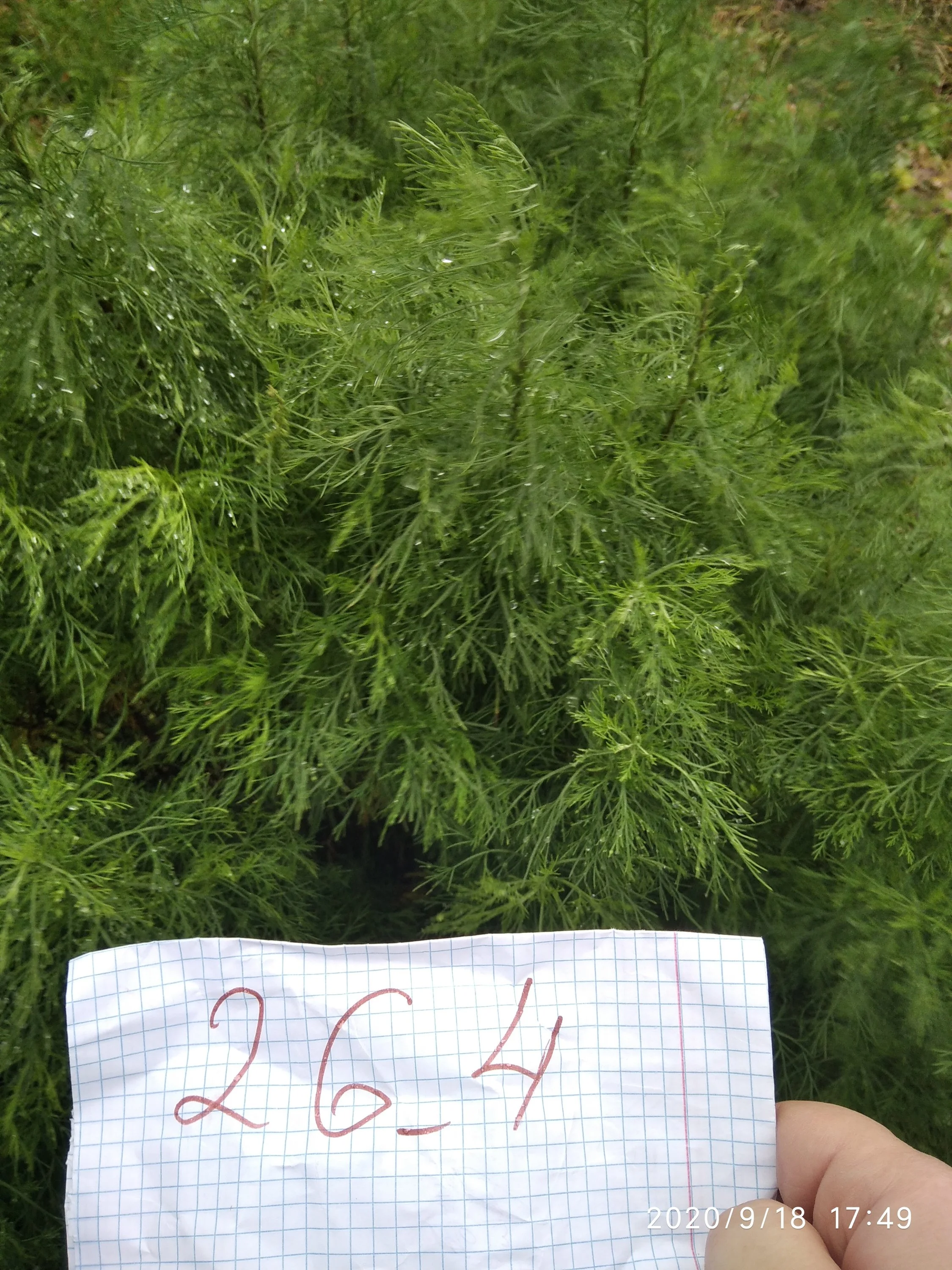 туя разновидная.webp