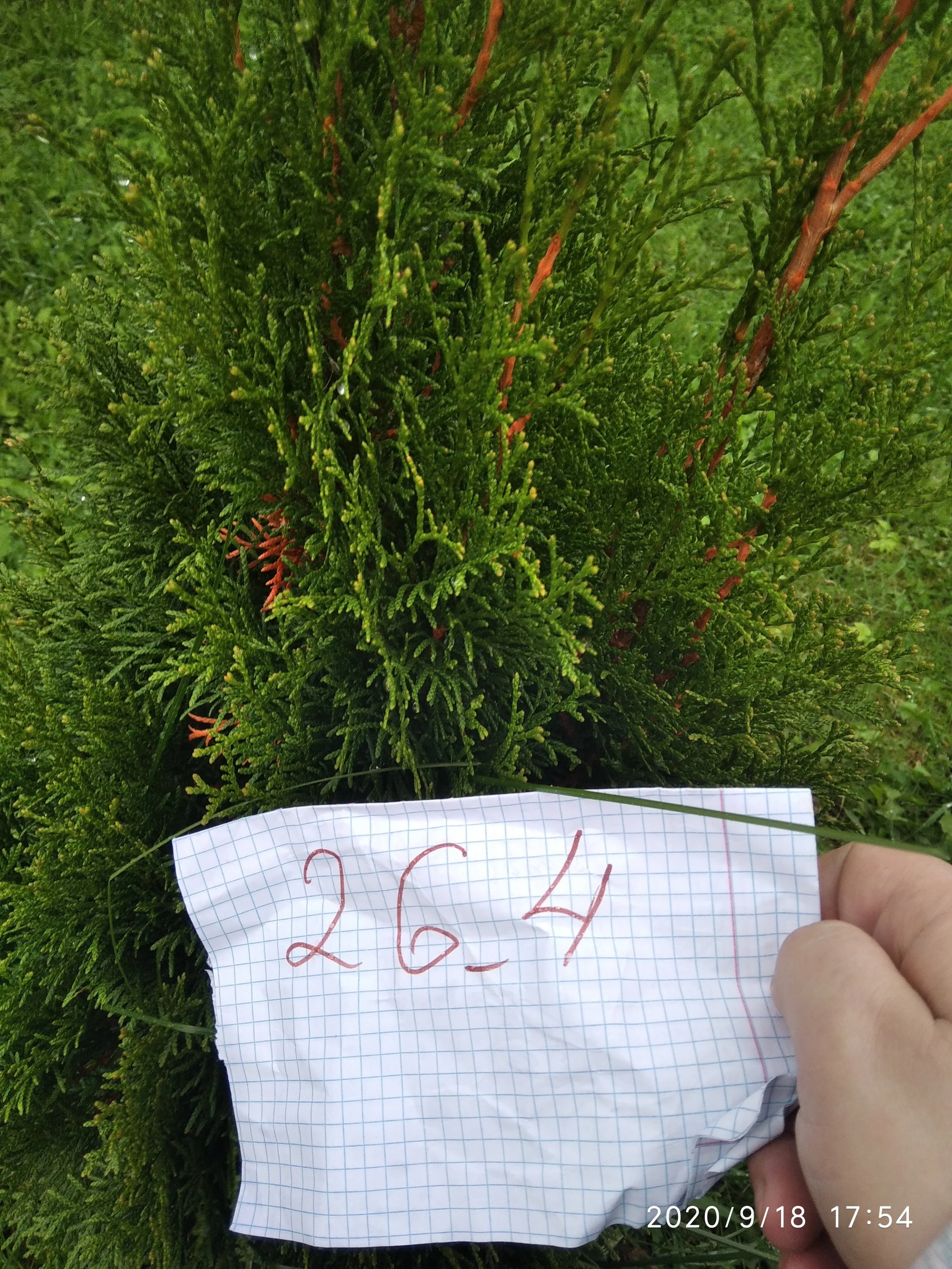 туя смарагл.webp