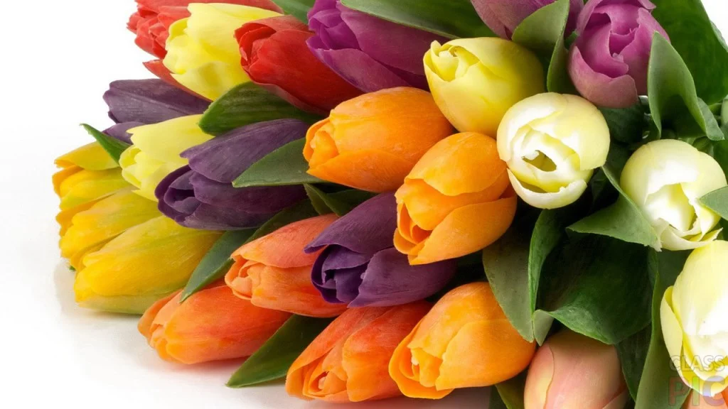 tulip-1024x576.webp