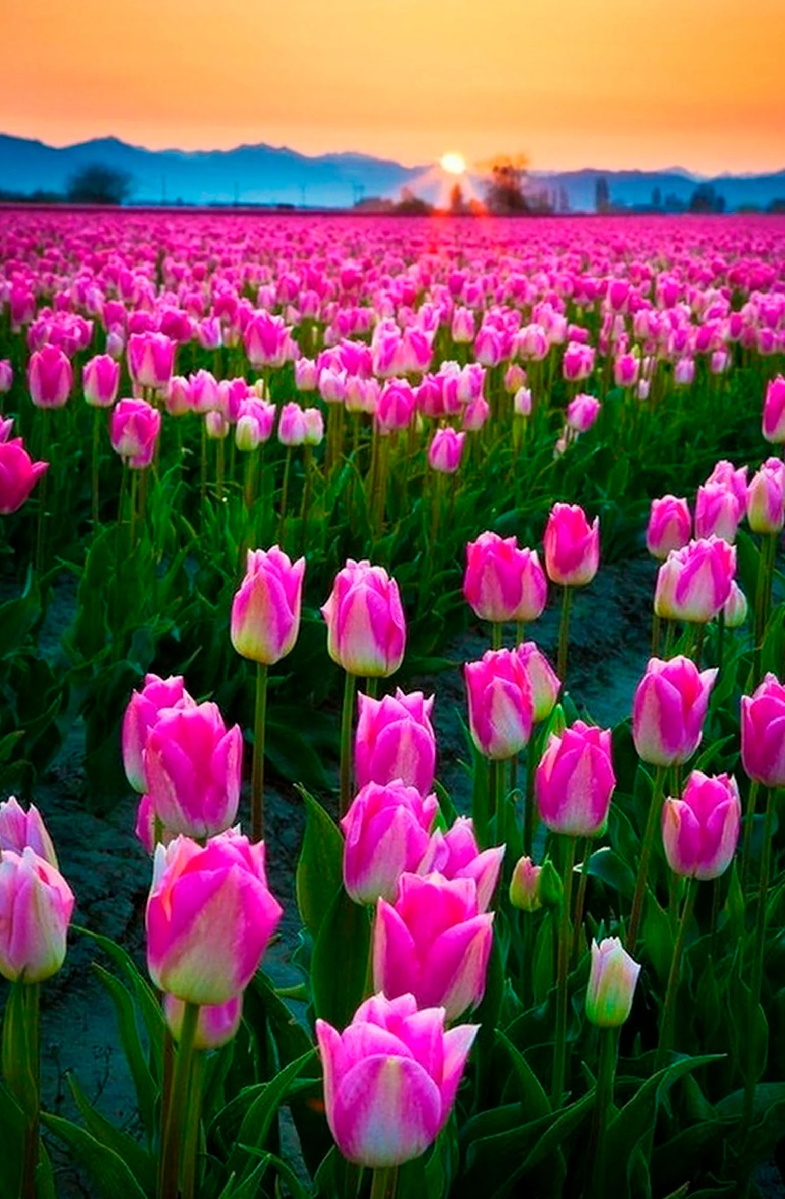 tulip-photo-100.webp