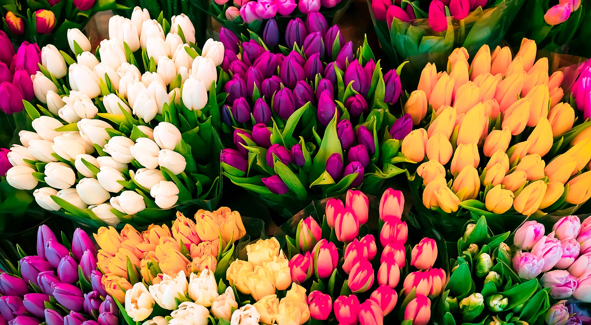 tulip-photo-105.webp