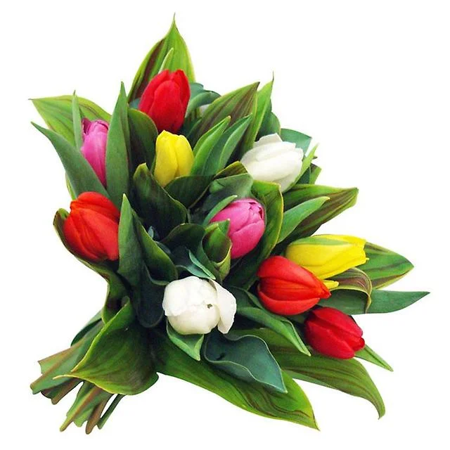 tulip_13.webp