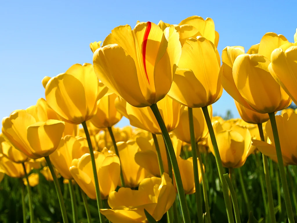 Tulips.webp