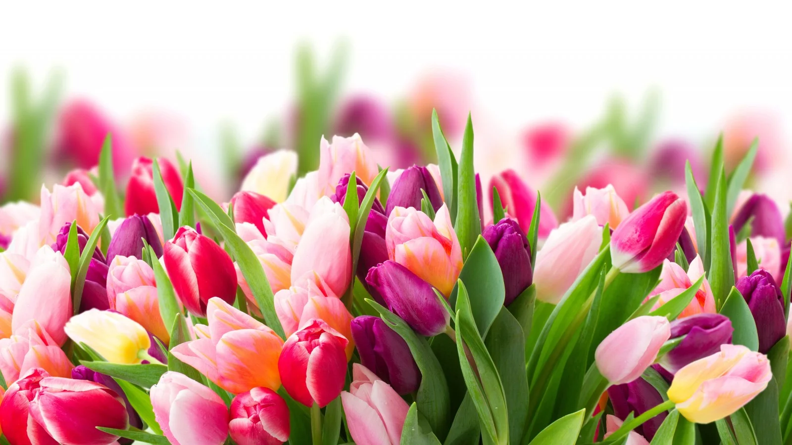 Tulips.webp
