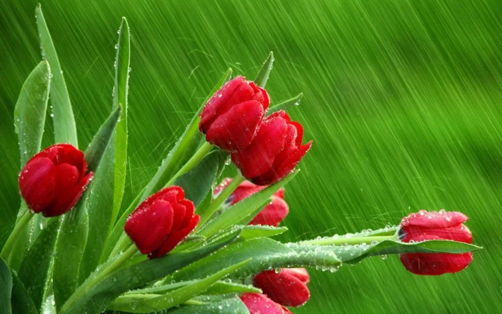 tulips.webp