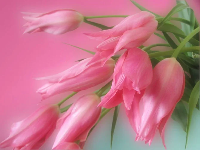 tulips202.webp