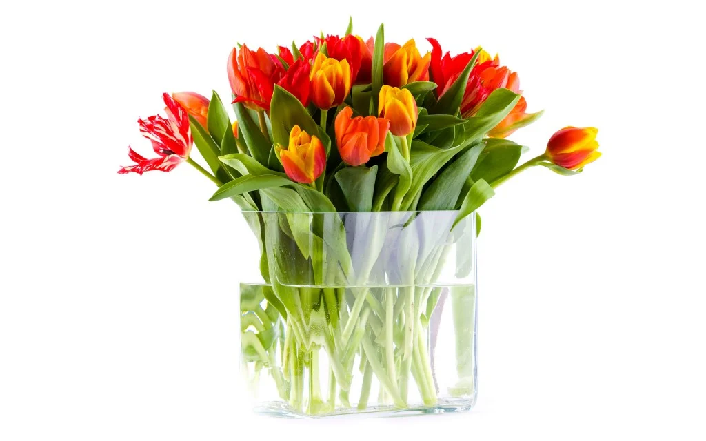 tulips_3-1024x640.webp
