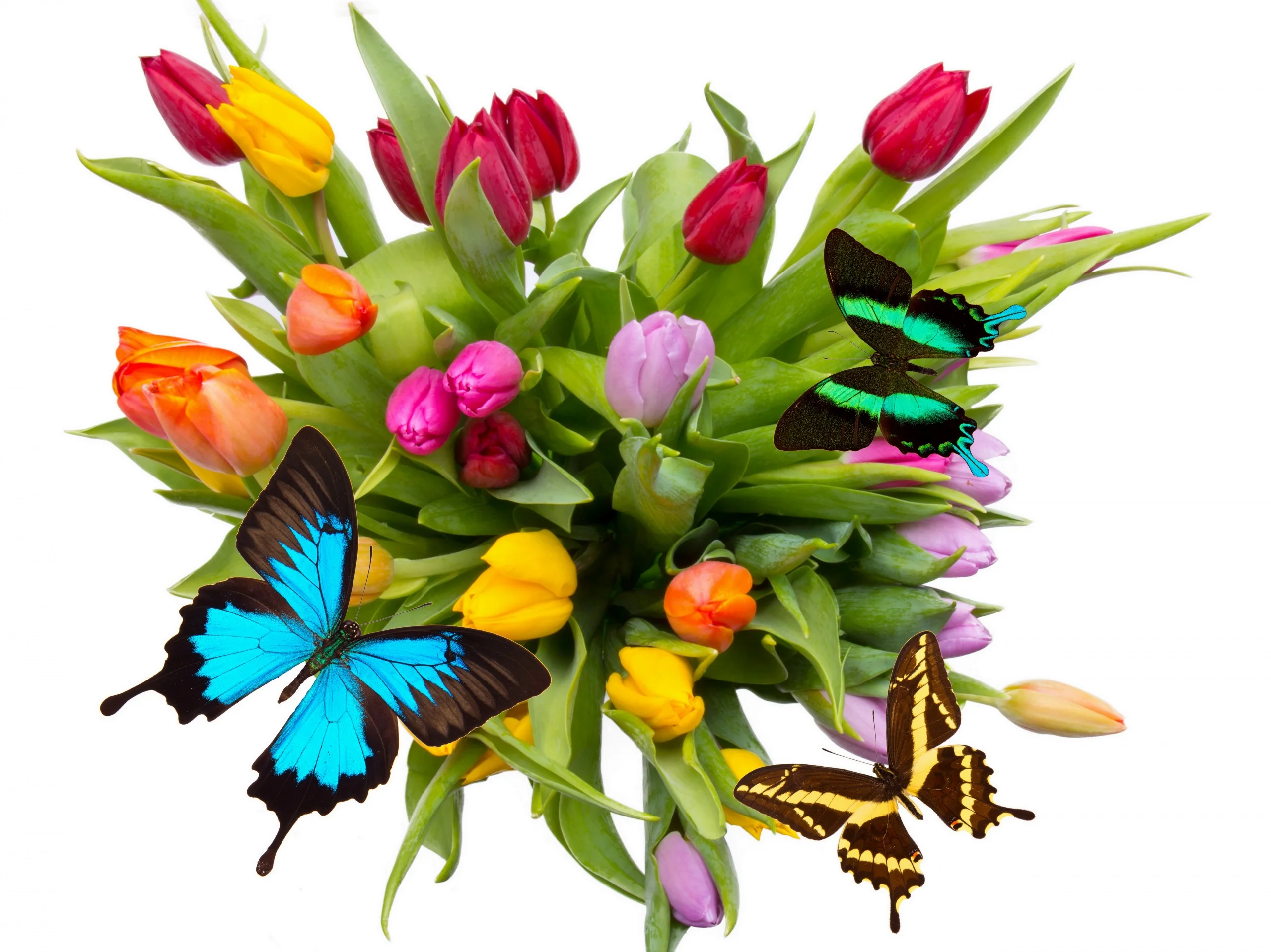 Tulips_Butterflies_336994.webp