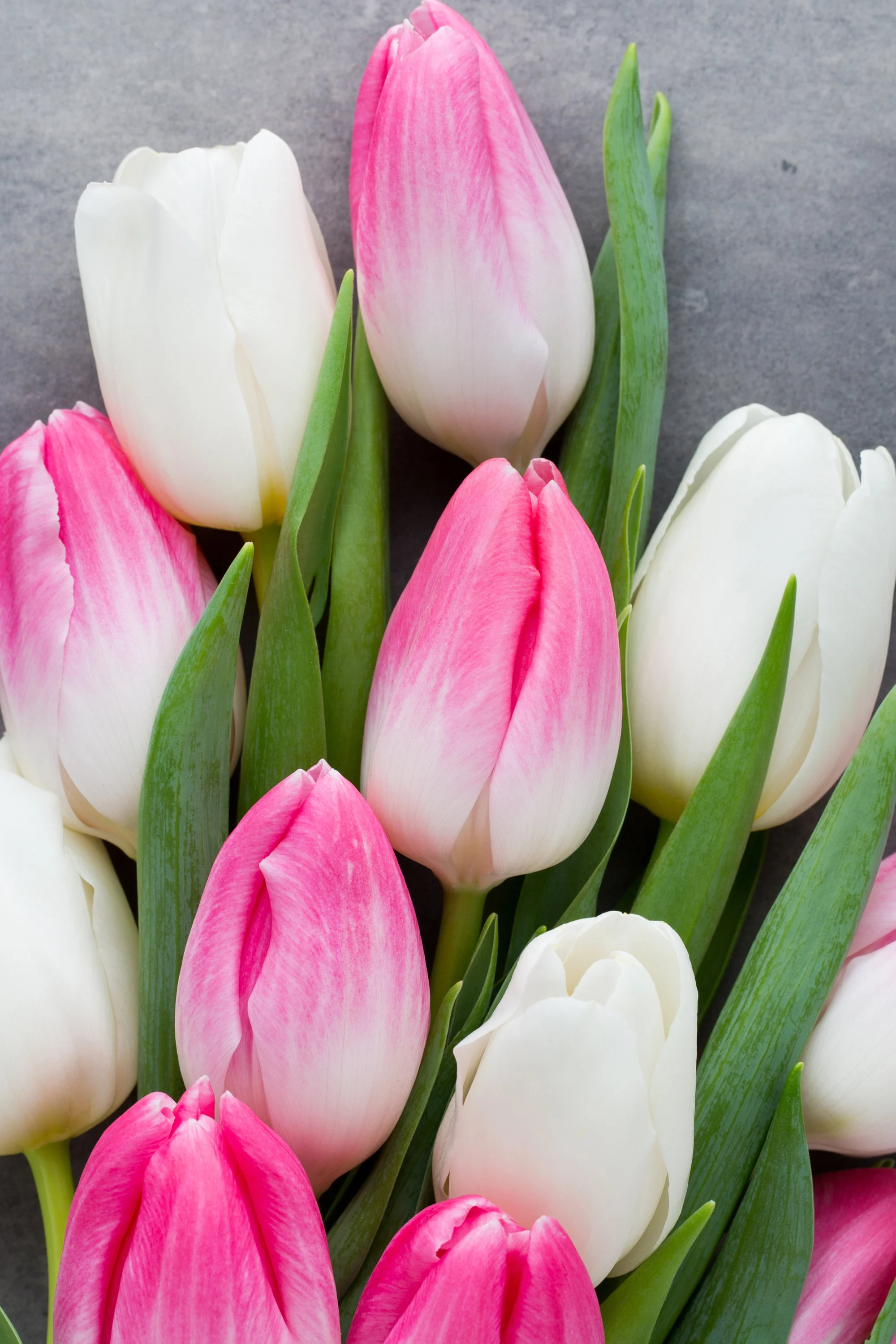 Tulips_Closeup_542651_2432x3648.webp