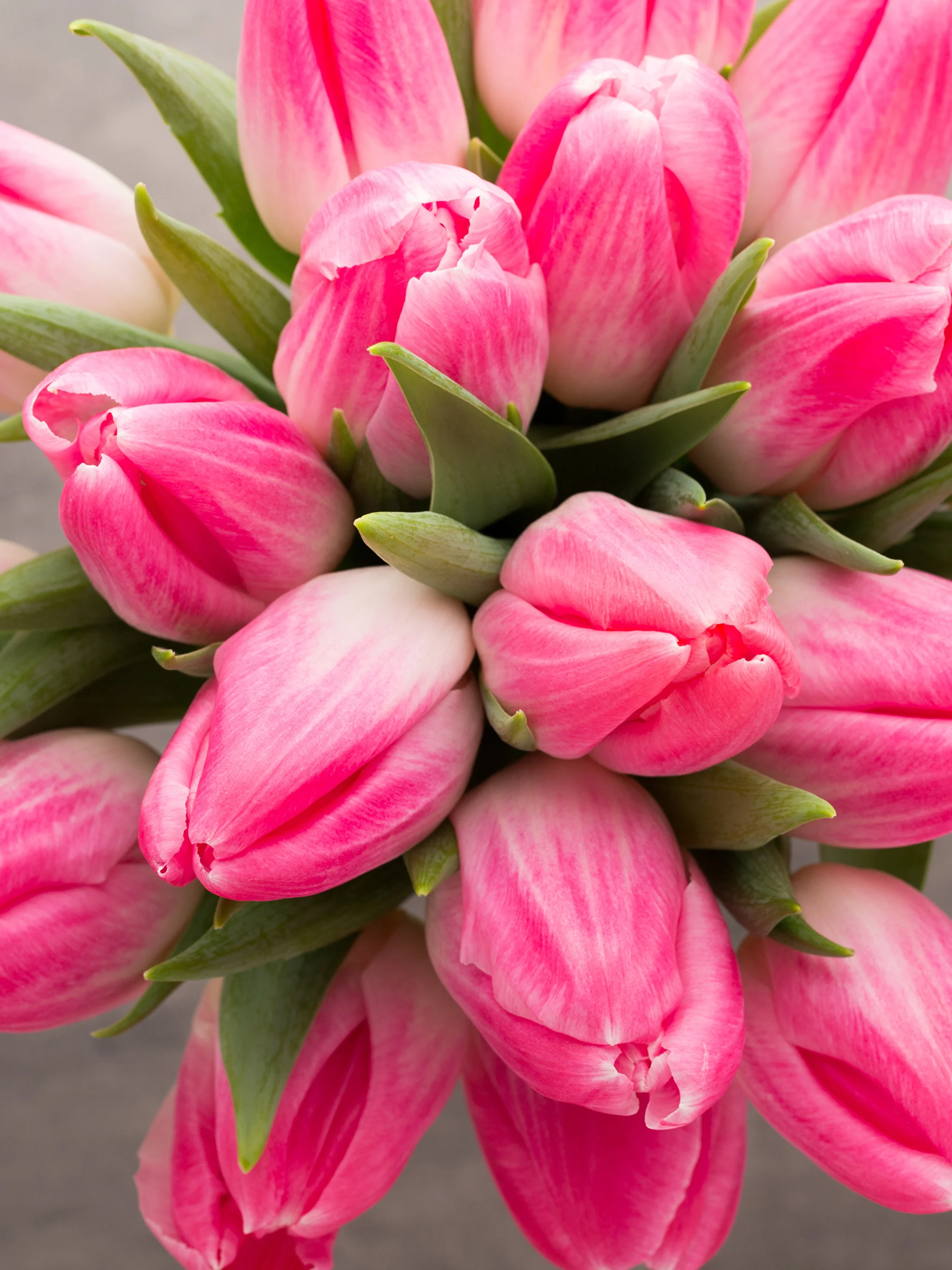 Tulips_Closeup_Pink_color_525421_2048x2732.webp