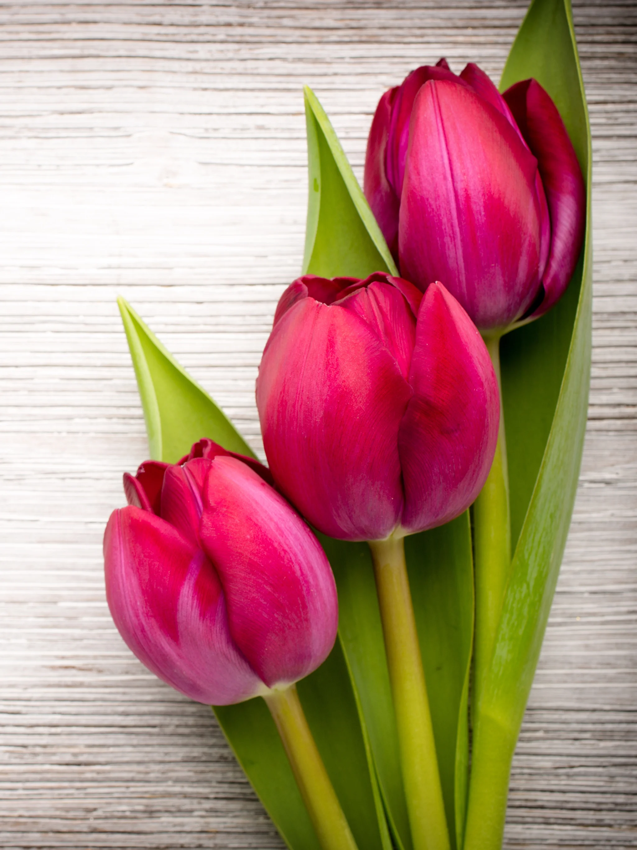 Tulips_Closeup_Wood_planks_Three_3_Red_536317_2048x2732.webp