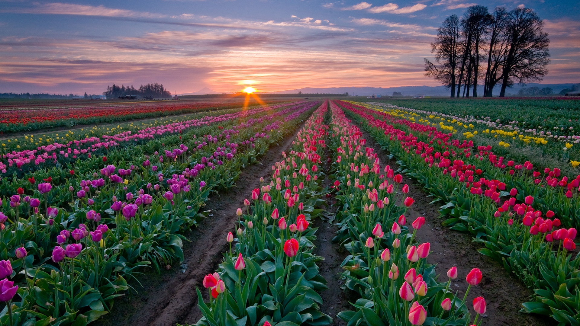 tulips_flowers_light_evening_91717_1920x1080.jpg