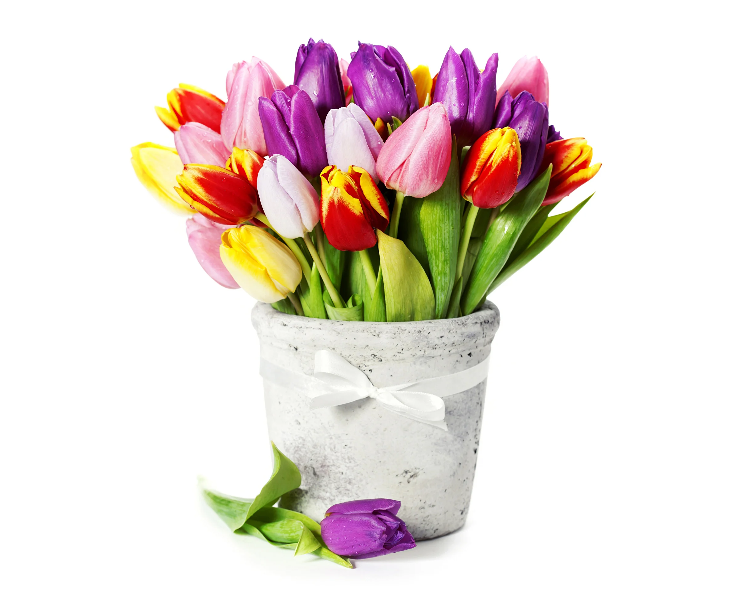 Tulips_Many_416862.webp