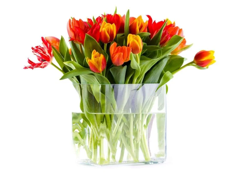 tulpani-v-vaze-800x600.webp