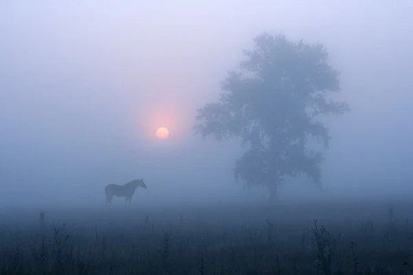 туман и лошадь.webp