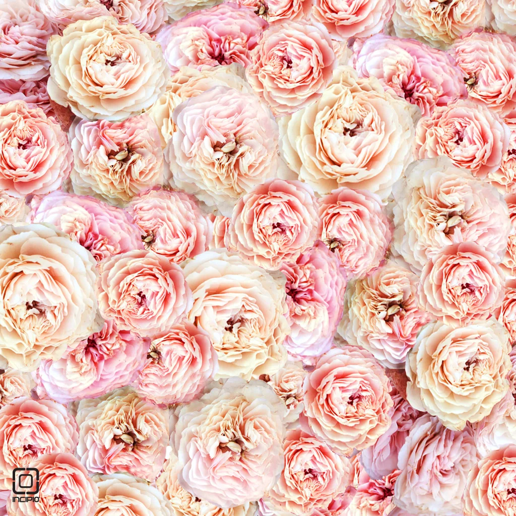 tumblr_static_wallpaper_spring2013_peony_ipad.webp
