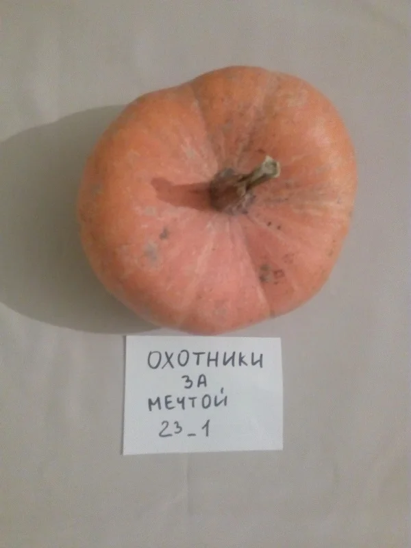 тыква.webp