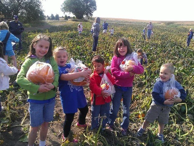 тыквы поле.webp