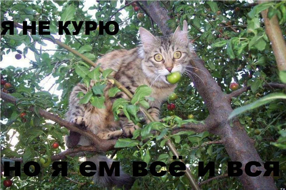 tynety20.webp