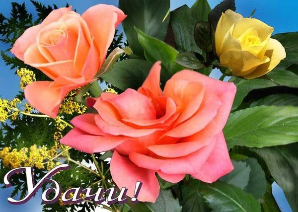 УдачиРозы.webp