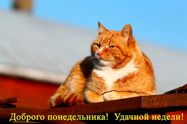 удачной-недели-2.webp