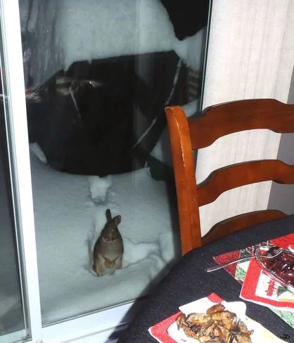 угостите   вкусненьким.webp