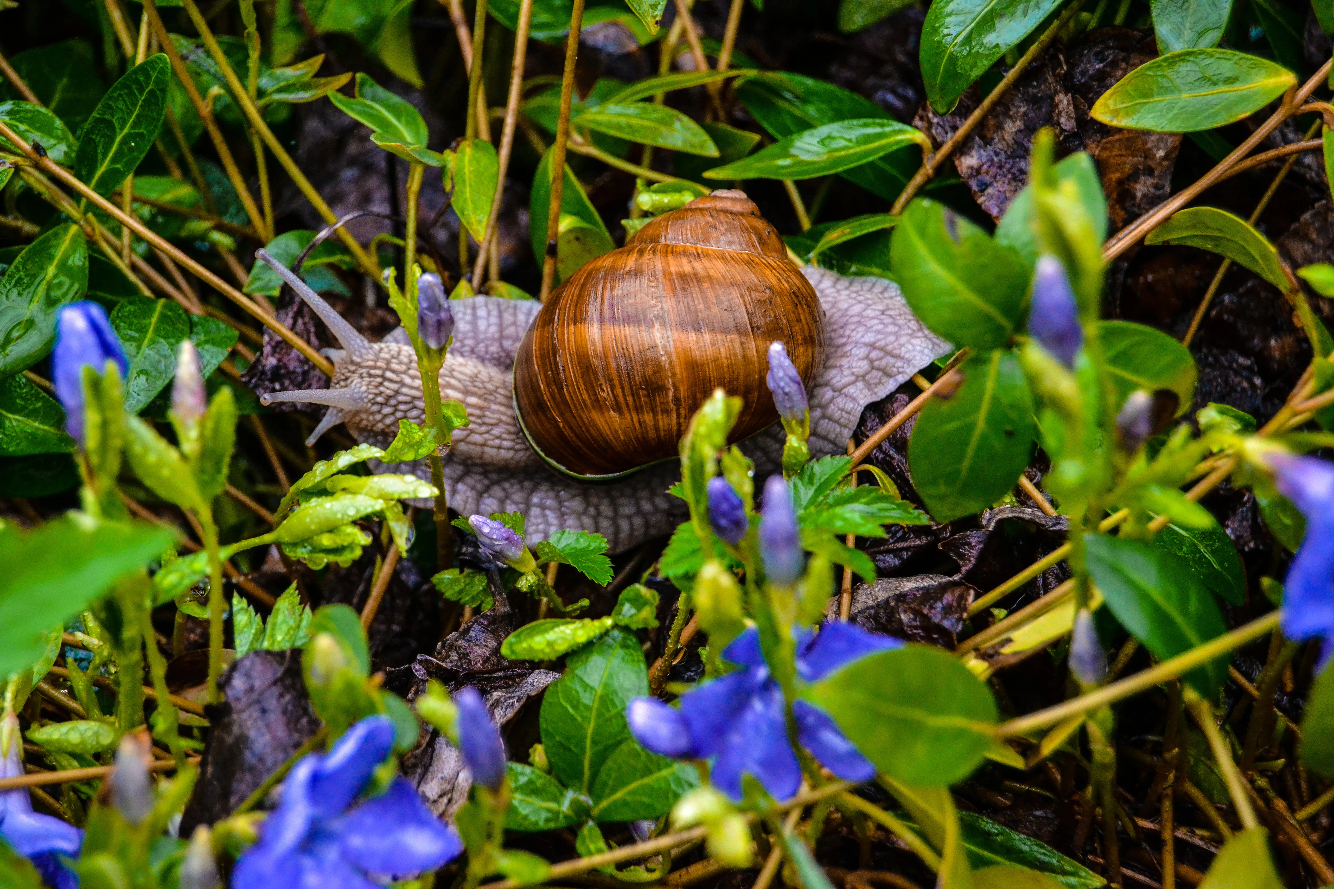 Улитка ГЛАВ.webp