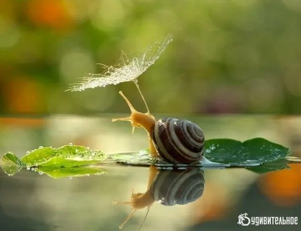Улитка.webp