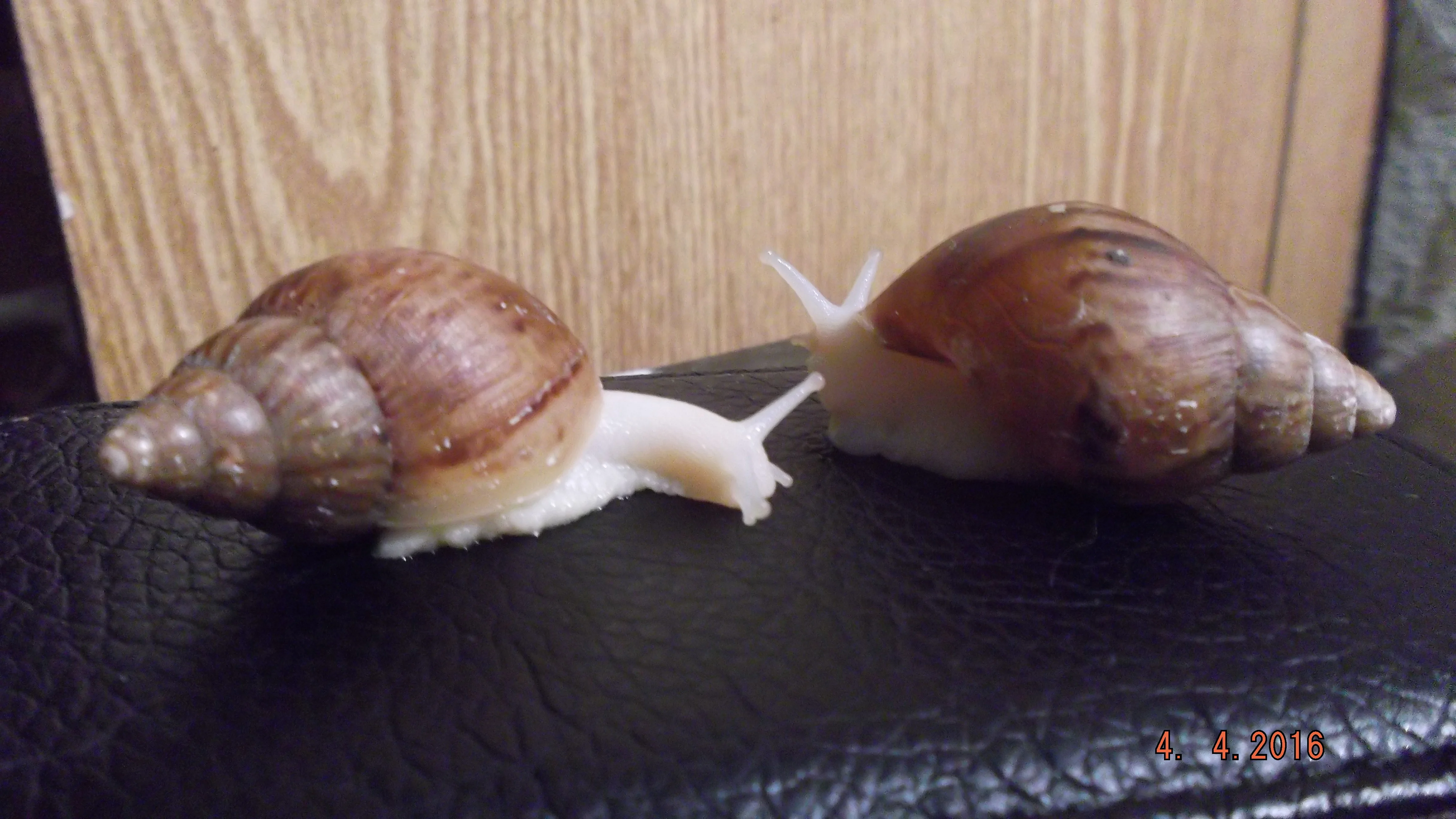 Улитки белые день 2 024.webp