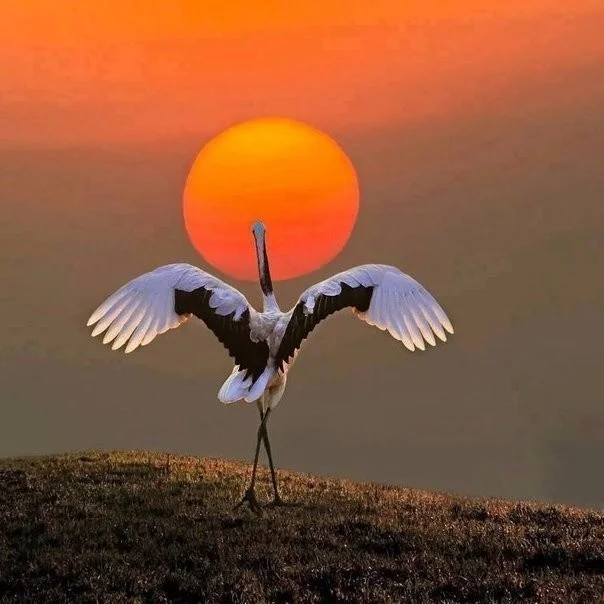 Unknown-16.webp