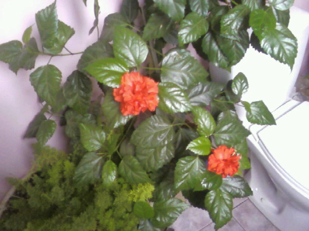 upload_2015-1-30_11-19-51.webp upload_2015-1-30_11-19-51.webp