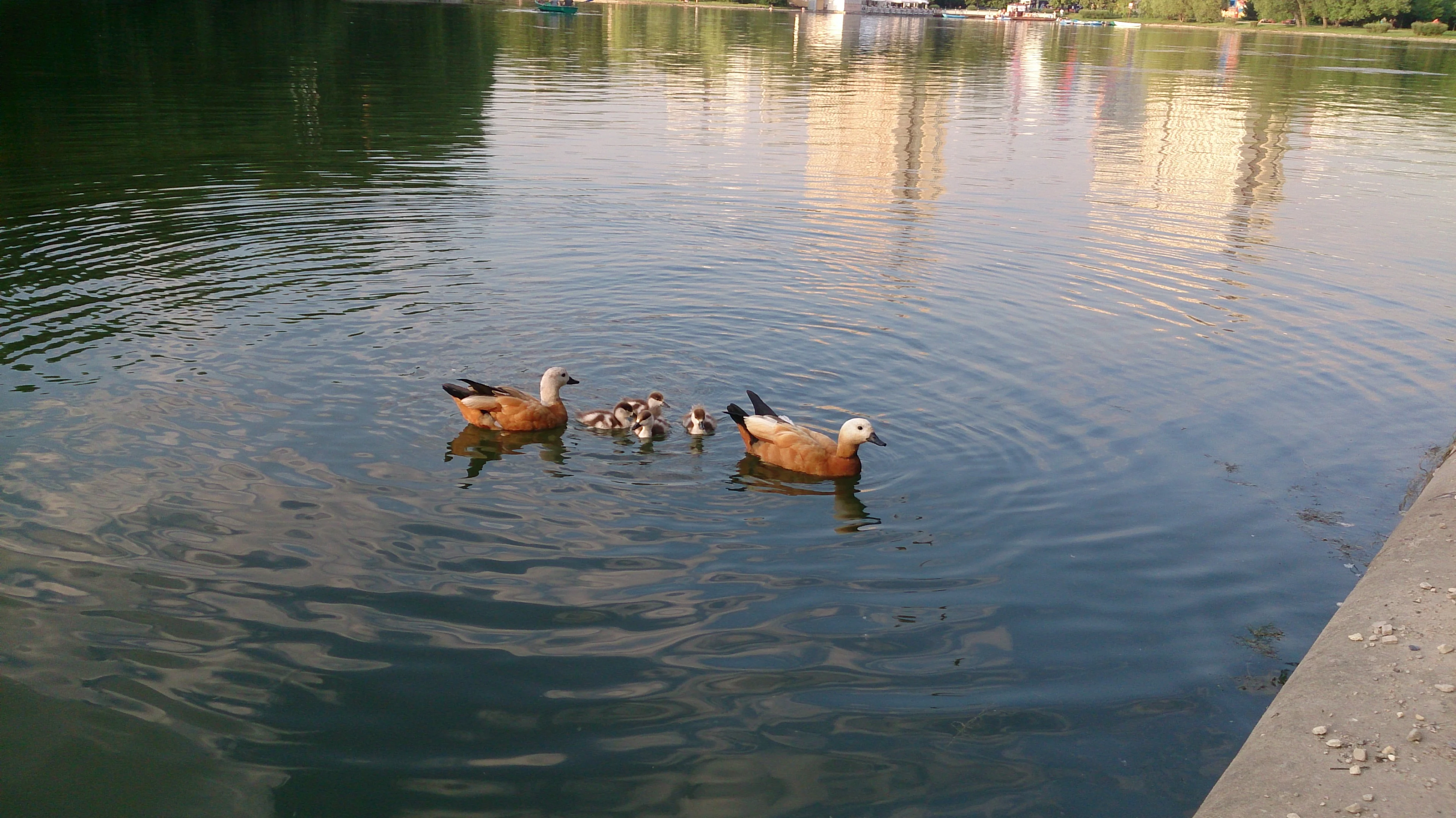 Уточки.webp