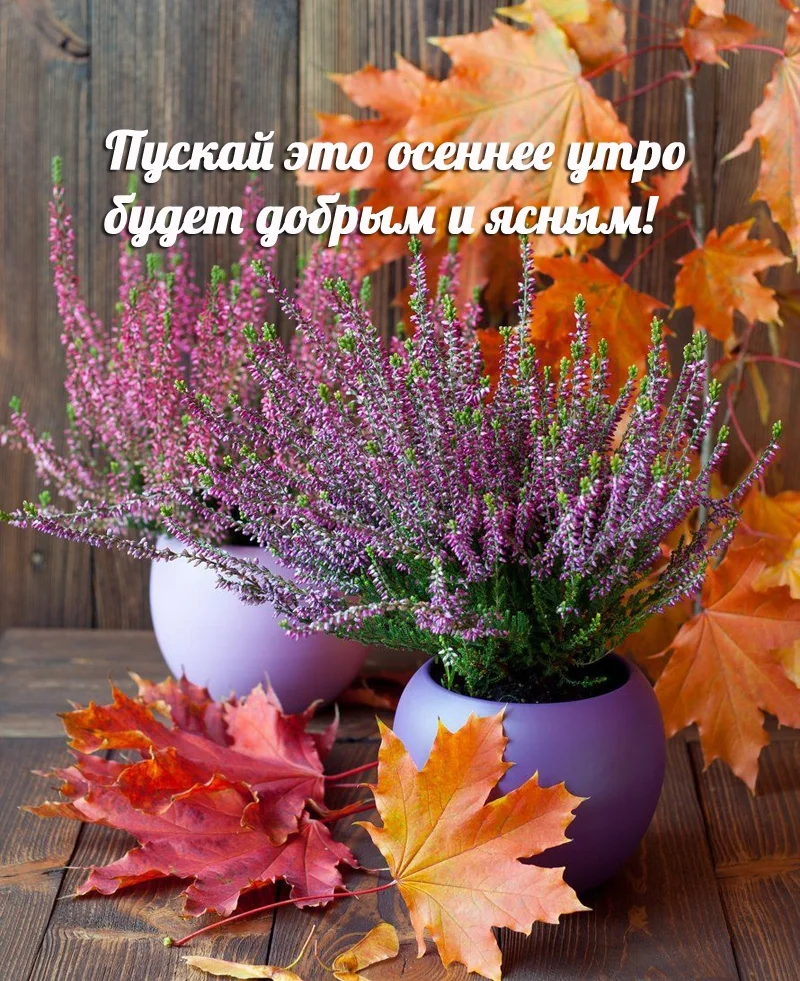 utradobrogo_ru_356.webp