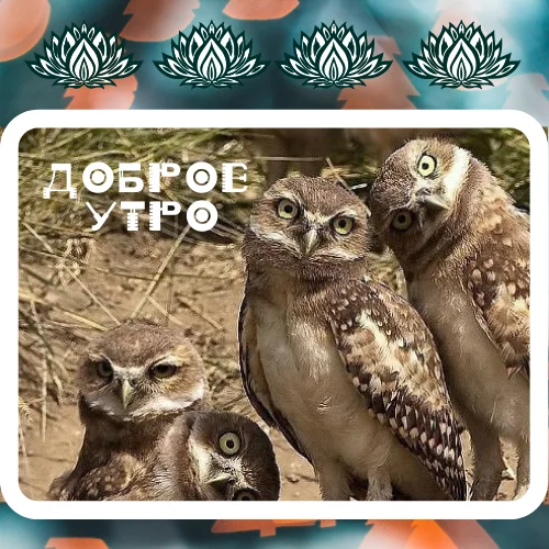 утро доброе.webp