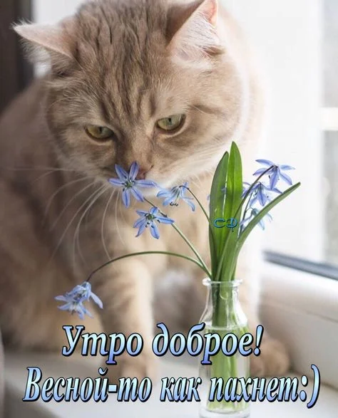 утро март.webp