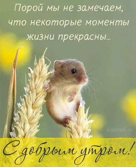 утро прекрасно.webp