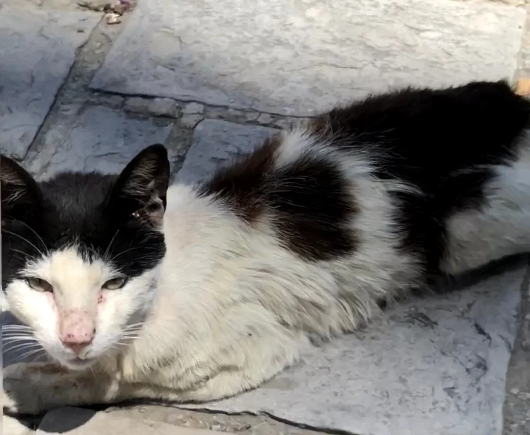 Ужасный кот.webp