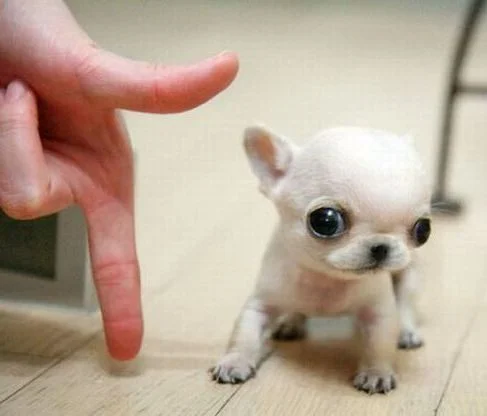 uzn_14913882379 (1).webp