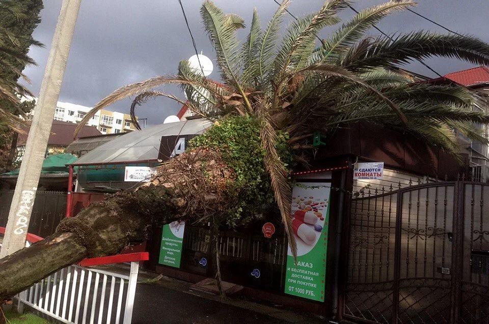 В Адлере пальма упала на аптеку..webp