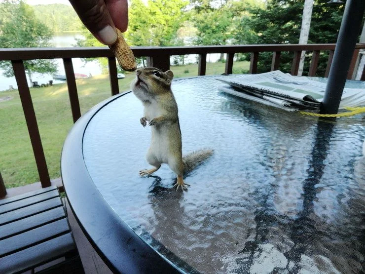 в ожидании арахиса.webp