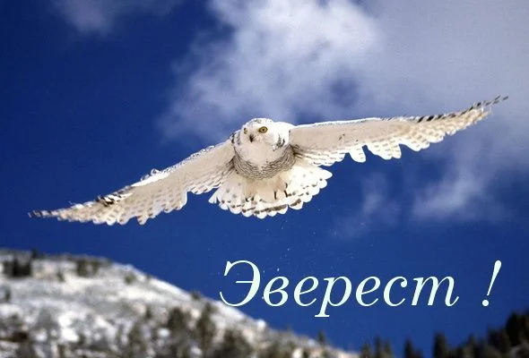 в полёте-1.webp