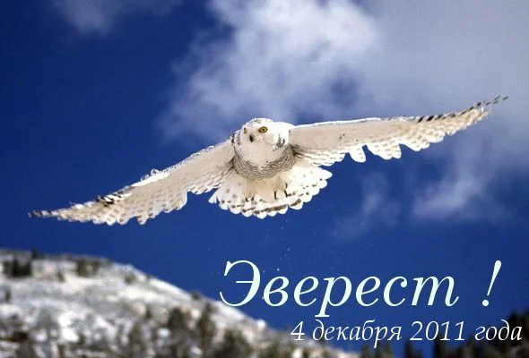 в полёте.webp