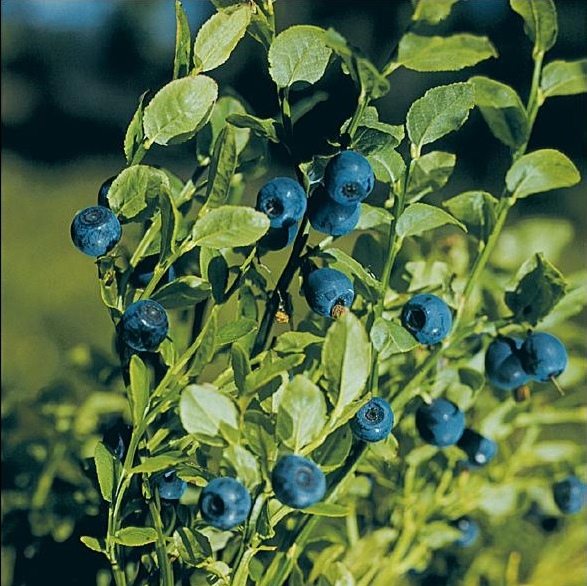 Vaccinium_myrtillus_1.jpg