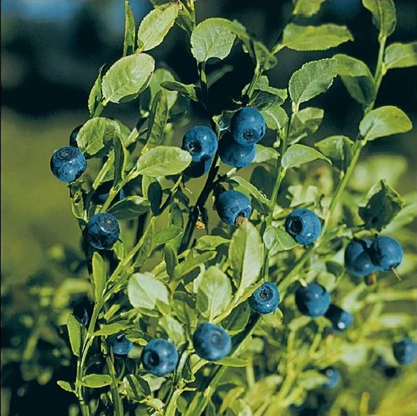 Vaccinium_myrtillus_1.webp