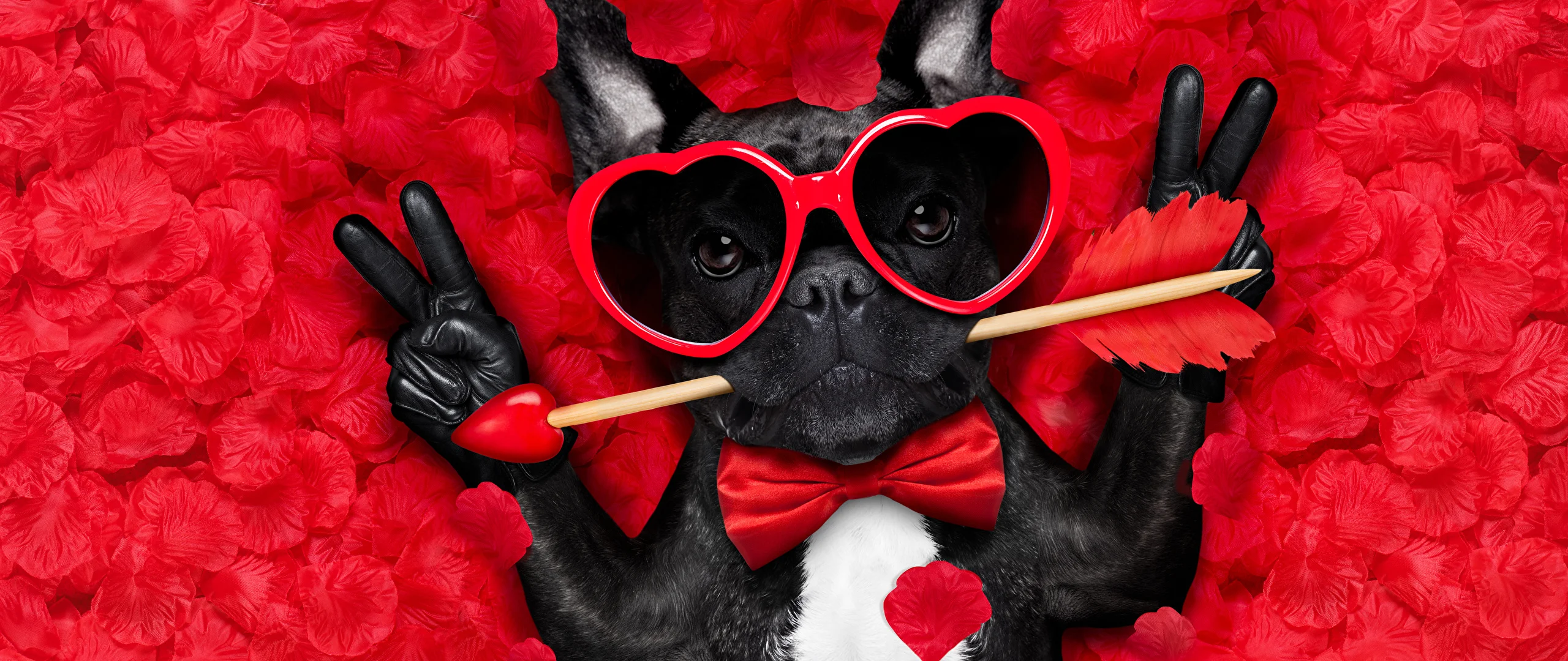 Valentine's_Day_Dogs_Fingers_Red_background_540766_2560x1080 (1).webp