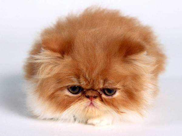 Vanessa_Persian_Kitten.jpg