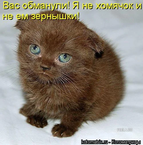 вас обманули.webp