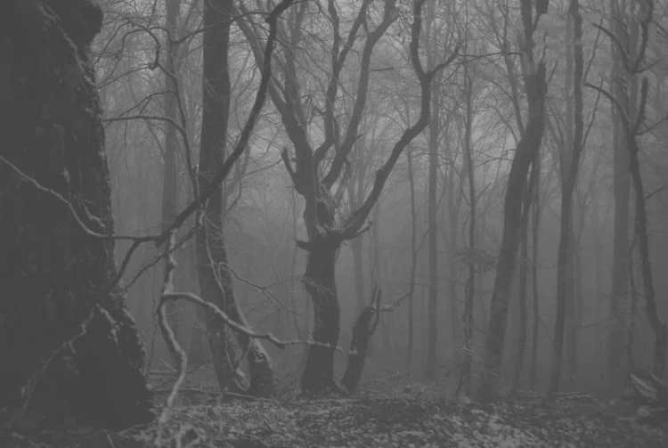 Ведьмин лес.webp