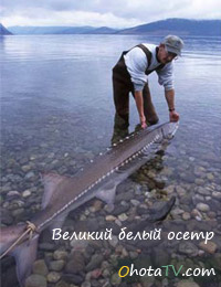 velikii-belyi-osetr.jpg