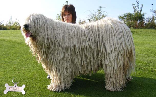 vengerskaya-ovcharka-ili-sobaka-komondor.jpg